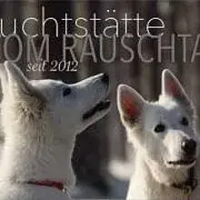 vom Rauschtal cover