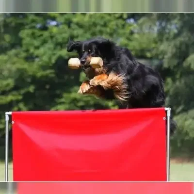 vom Wittegrund cover