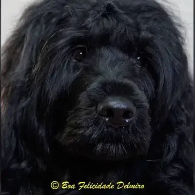 Boa Felicidade cover