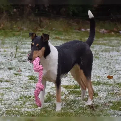 Legend of Camelot’s cover