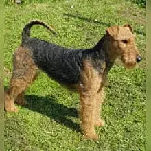 vom Anna Maria Berg cover