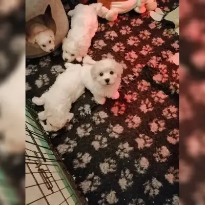 Snowball cover