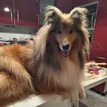 vom Obersten Wehr cover