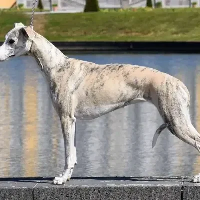 Sabiih al Sahra cover