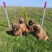 Les Amis touffus du Palatinat cover