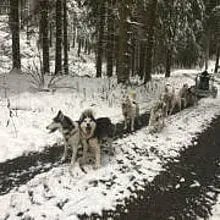 from Sled Dog Valley cover