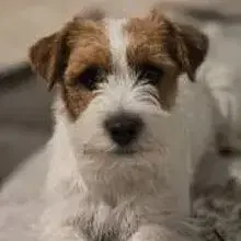 vom Schomberger Wald cover