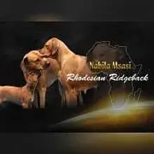 Nabila Msasi cover