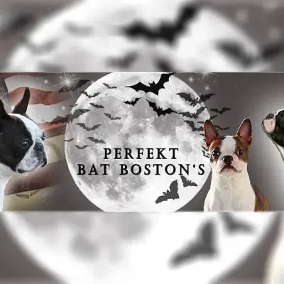 Perfekt Bat Boston's cover