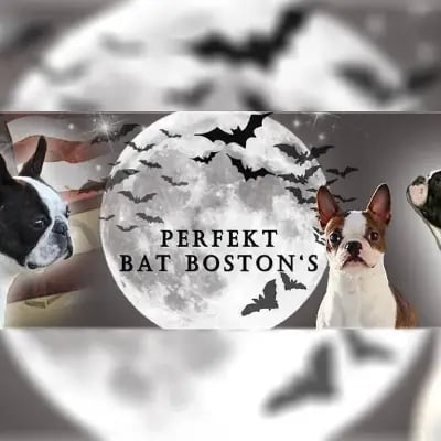 Perfekt Bat Boston's cover