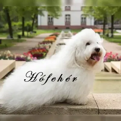 Hófehér cover