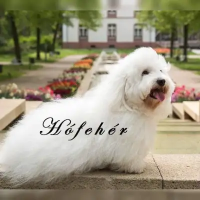 Hófehér cover