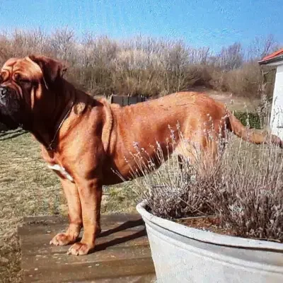 Queens of Petrich cover