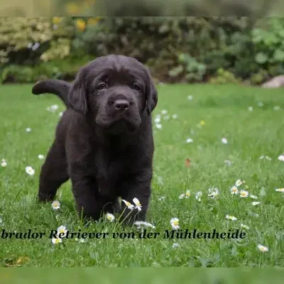 von der Mühlenheide cover