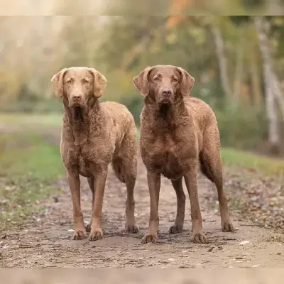 DuckTracker’s cover