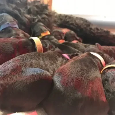 vom Wechter Land cover