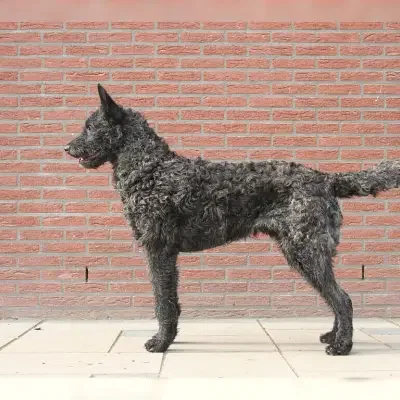 vom Airport Frankfurt cover