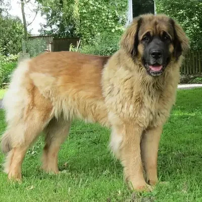 Löwe von Gut Eiferslohn cover