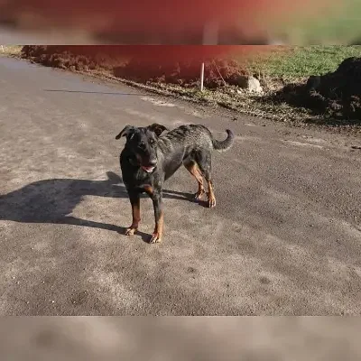 vom Schorrenwald cover