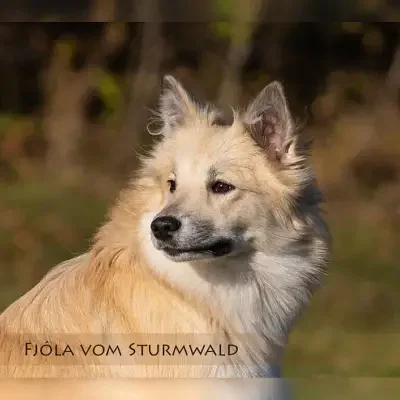 vom Sturmwald cover