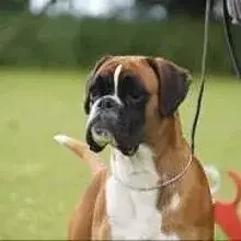 v. Storchenhorst cover