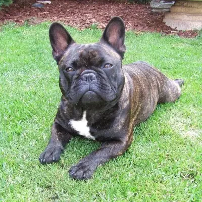 French Bulldog of Rodau cover