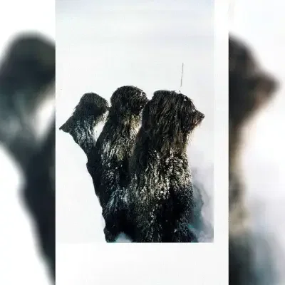 van Wuff & CoKG cover