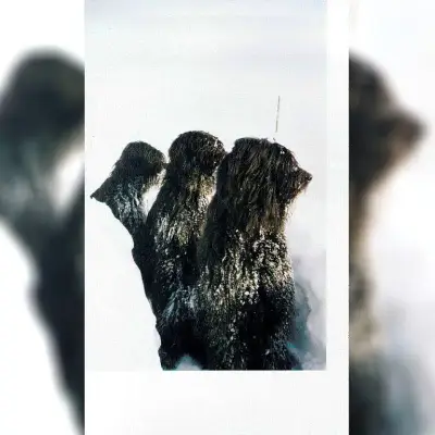 van Wuff & CoKG cover