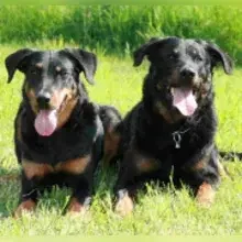 du Chevalier de Daehl cover