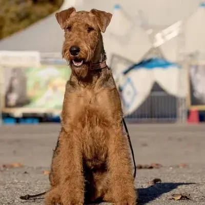 von der Horneburg cover