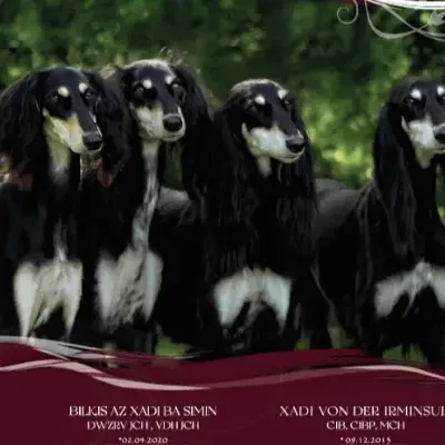 az Xadi ba simin cover