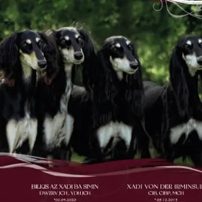 az Xadi ba simin cover
