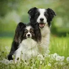 von den Bodenseebordern cover