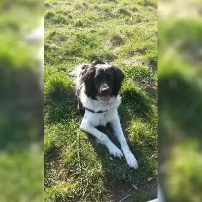 vom Neuslesgrund cover