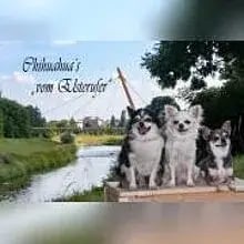 vom Elsterufer cover