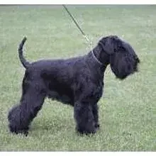 vom Cranger Tor cover