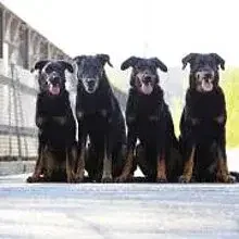 du bon Coeur de Twenty cover