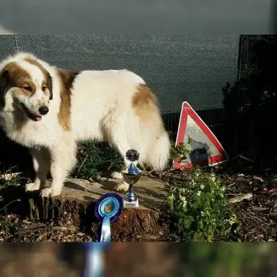 Zlata Draga’s cover