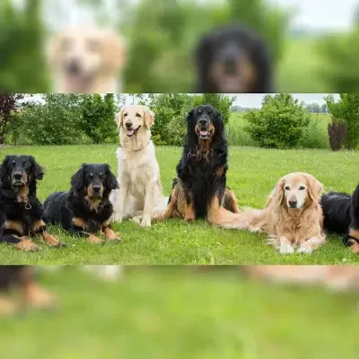 vom Düringer Moor cover