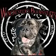 Winchester’s Bullmastiffs cover