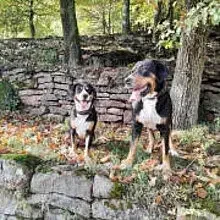 vom Louisenhofer Land cover