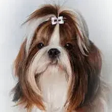 v. Chang’ anlu cover