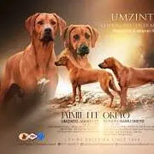 Umzinto cover
