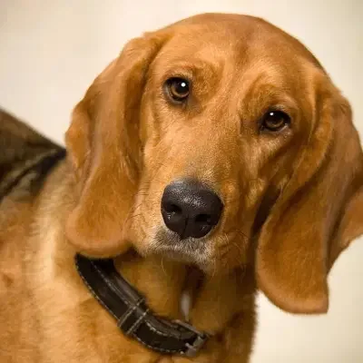 vom Kätchenstein cover