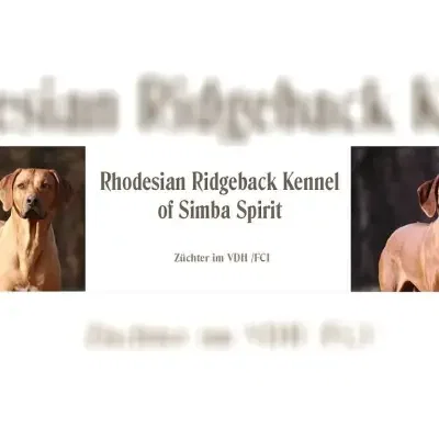 of simba spirit cover