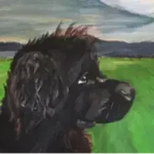 Bear vun de Knabshus cover