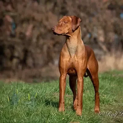 Charleen’s Coventry cover