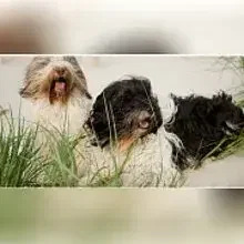 von Robinsonada cover