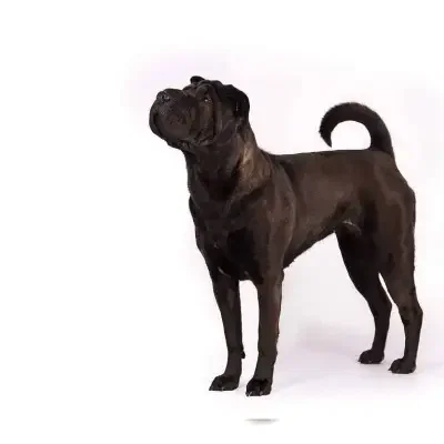 BAR’nim Wrinkle’s cover