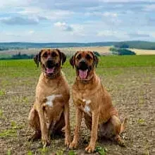 vom Leuchtenburger Tal cover